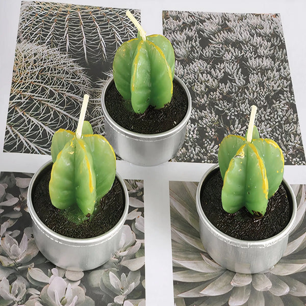 Sahara Succulent Candle Set